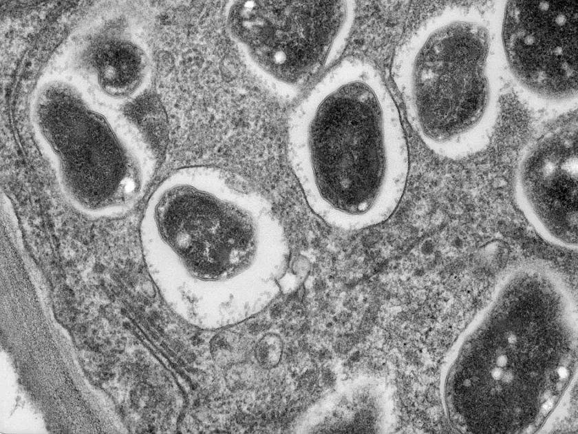 Bradyrhizobia