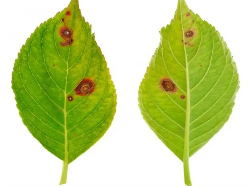 Bacterial leaf spot