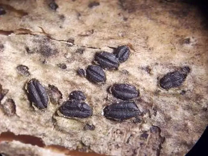 Ash dieback (Fraxinicola)