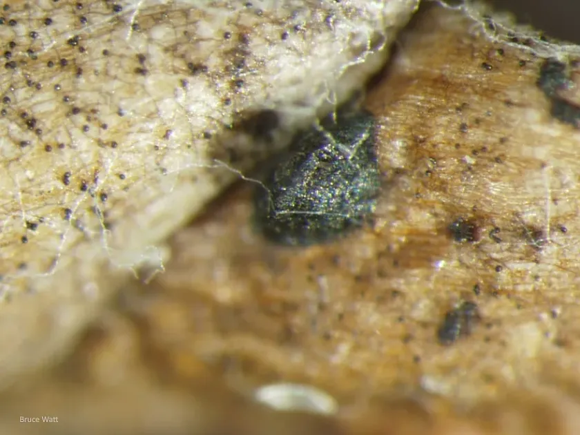 Mytilinidiaceae fungi