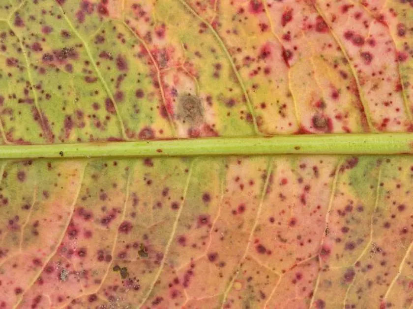 Ramularia leaf spot of sorrel