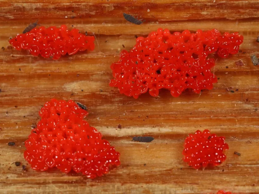 Raspberry slime mold