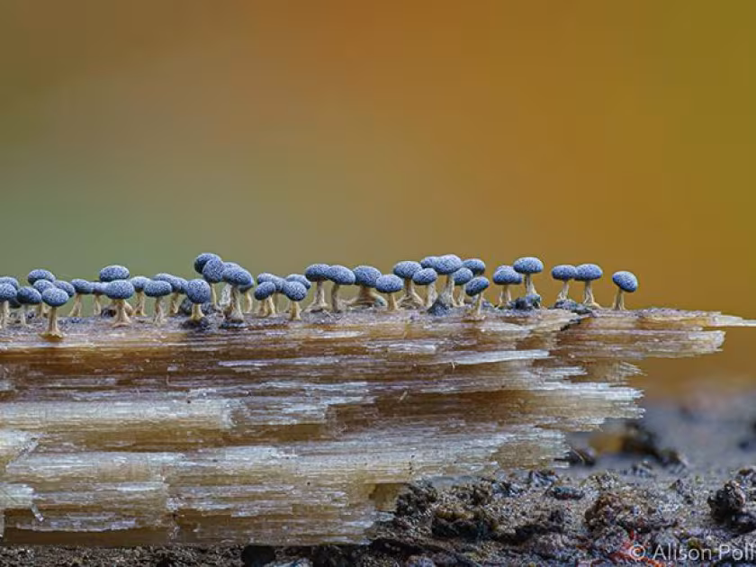 Black slime mold