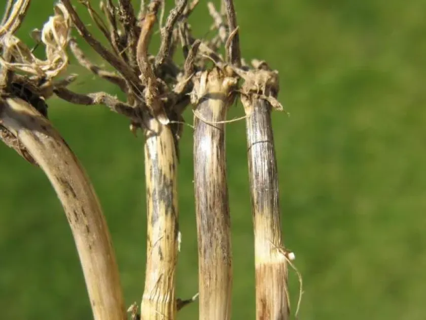 Stem ophiobolosis