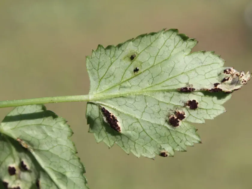 Ground elder rust