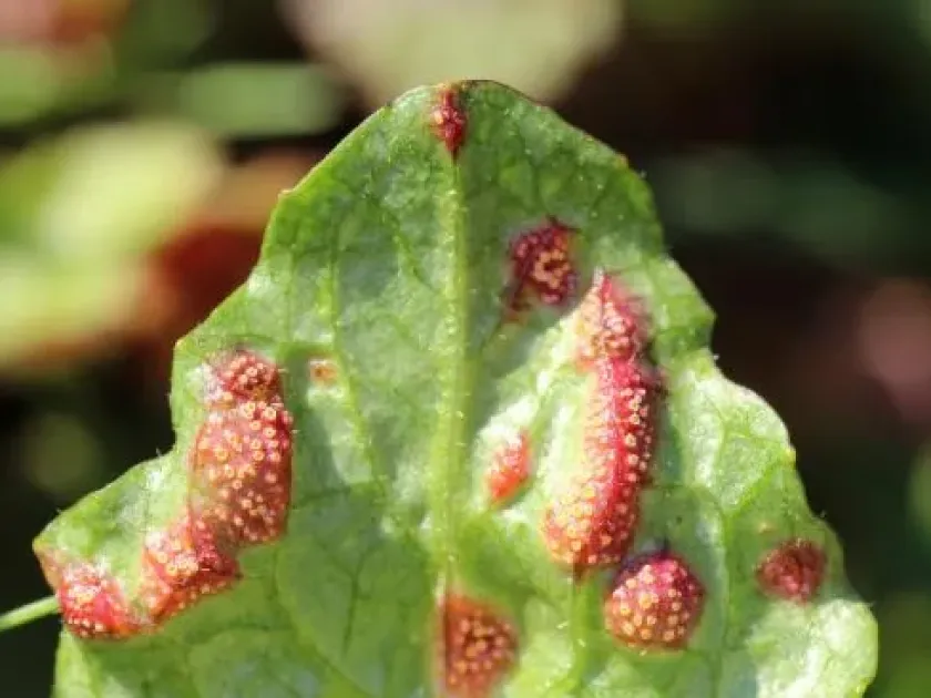 Nipplewort rust