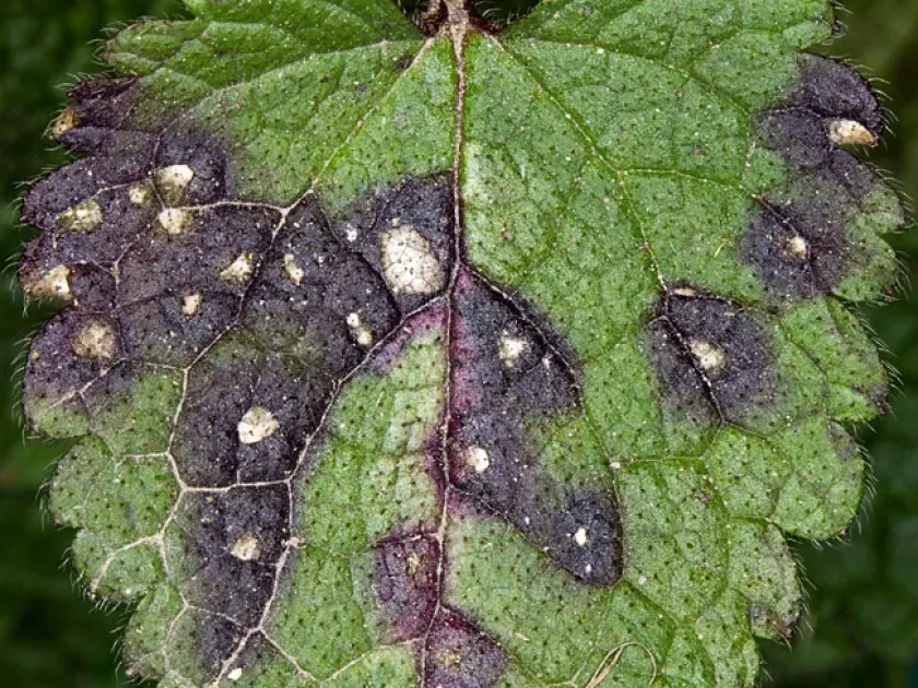 Lamium septoria leaf spot