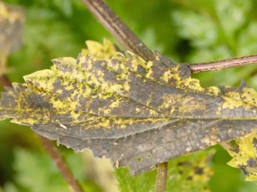 Septoria leaf spot of nettle