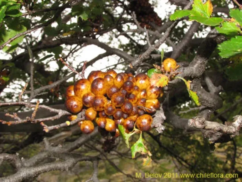 Cyttaria hookeri