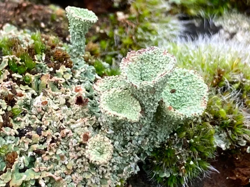 Cladonia pyxidata