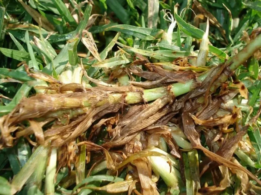 Helminthosphaeria