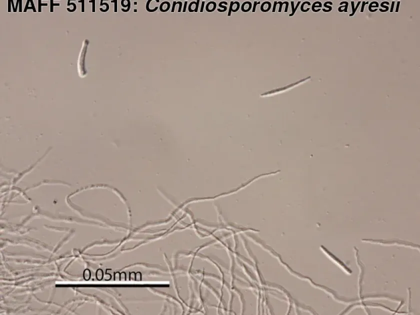 Conidiosporomycosis