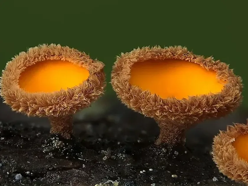 Lachnellula fuscosanguinea