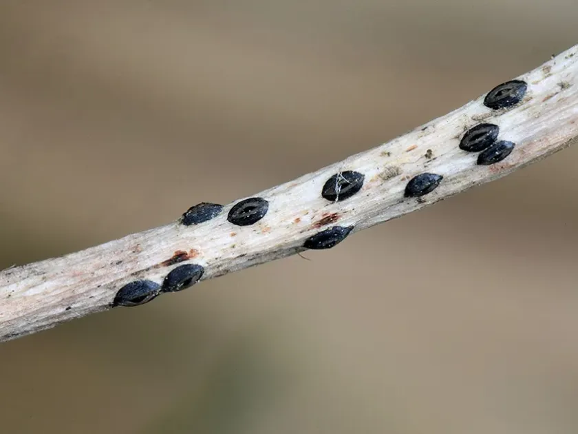 Lophodermium needle cast of rowan