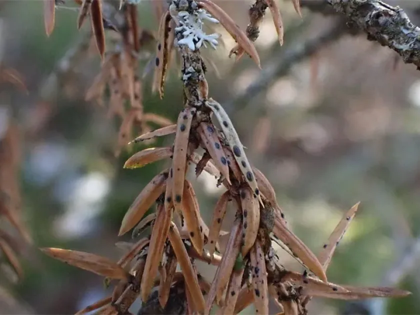 Pine lophodermium