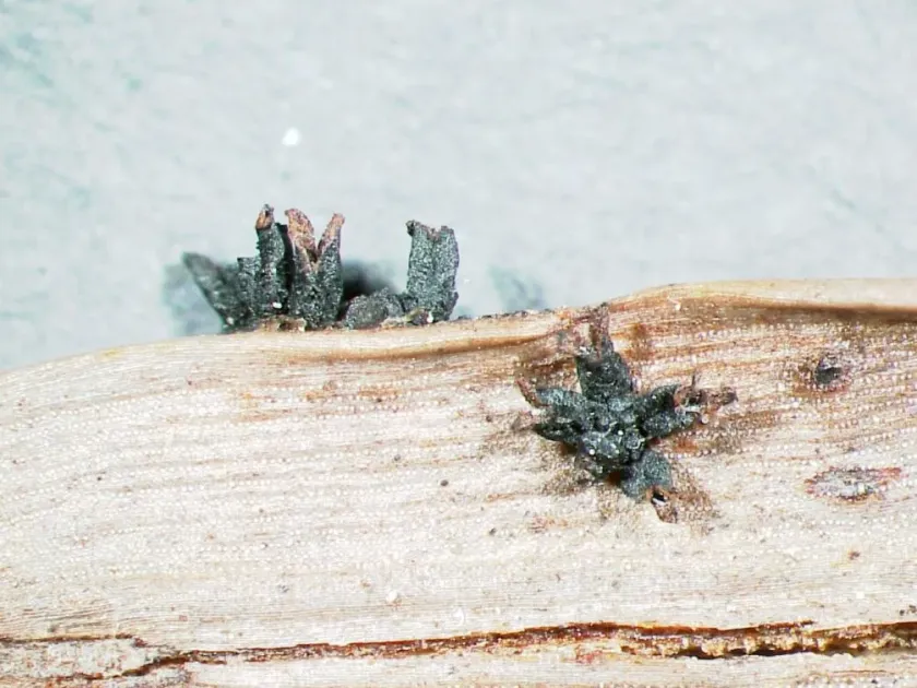 Corynelia jamaicensis