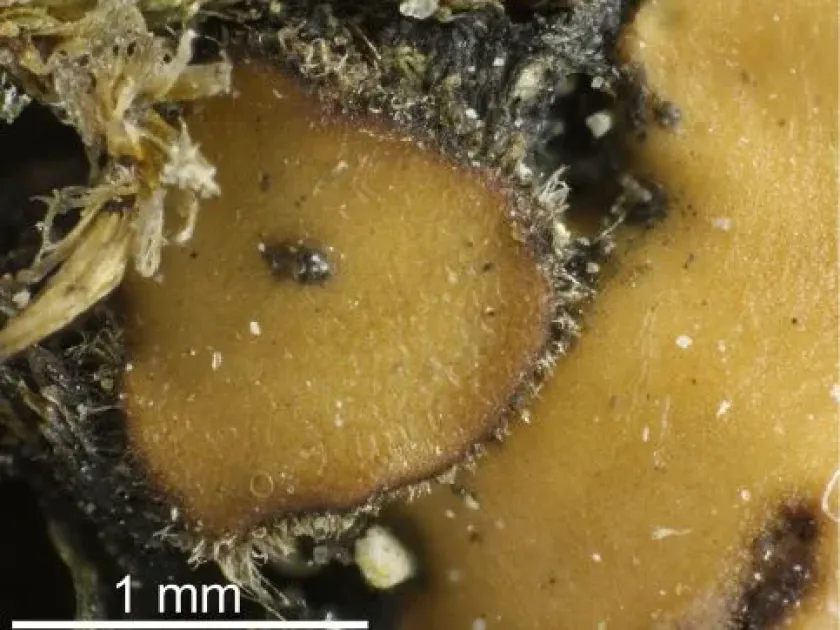 Catapyrenium pilosellum