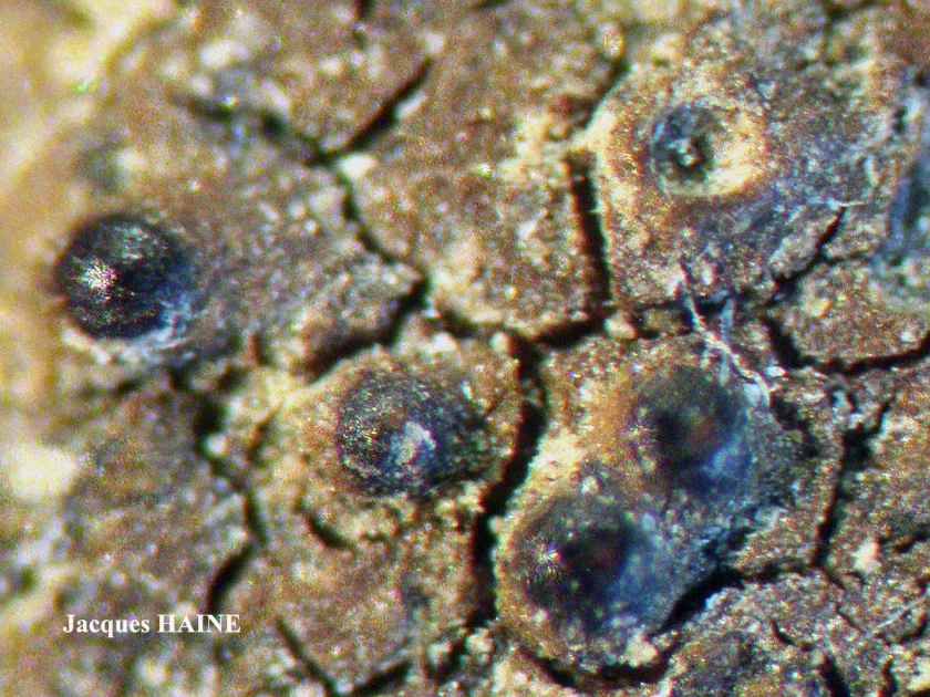 Staurothele fissa