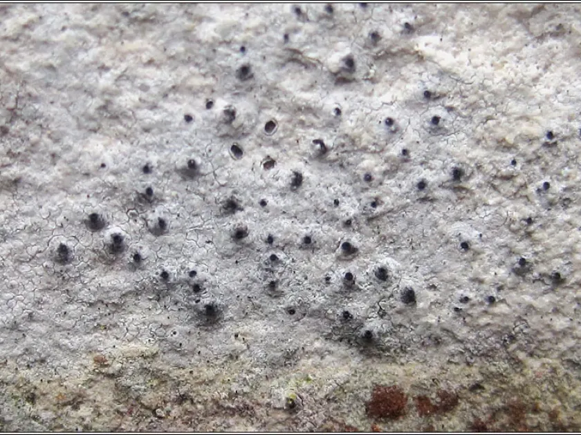 Verrucaria muralis