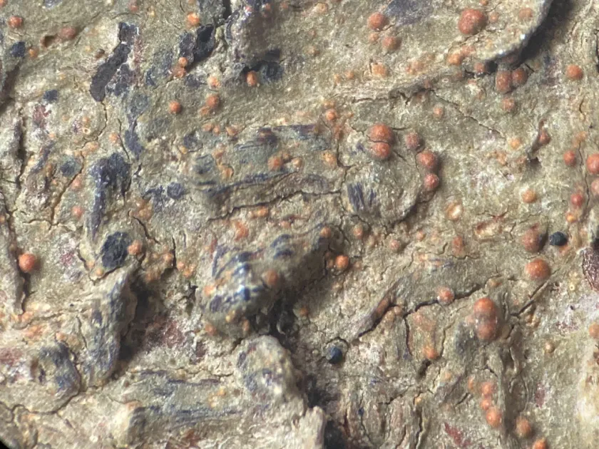 Porina lectissima