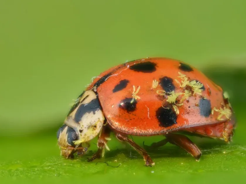 Stigmatomyces entomophilus