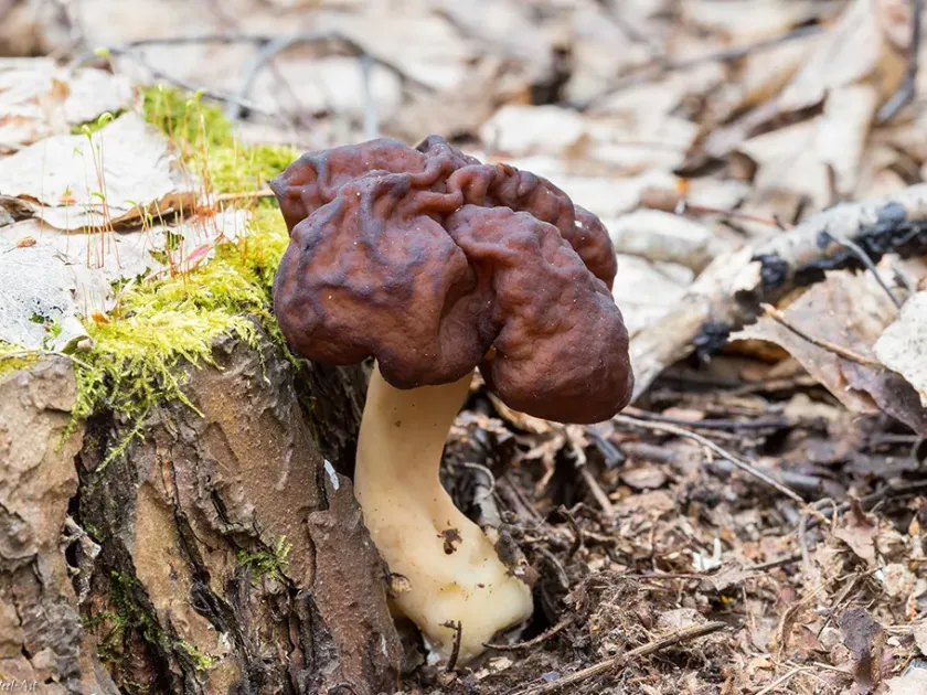 Gyromitra
