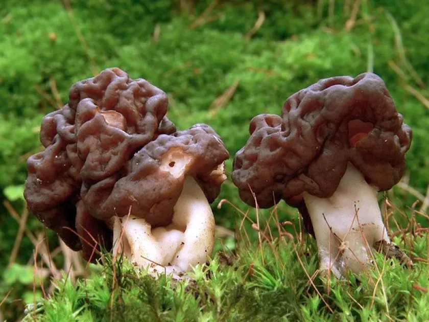False morel