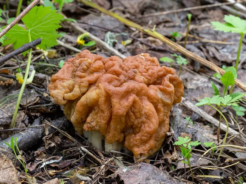 Giant gyromitra
