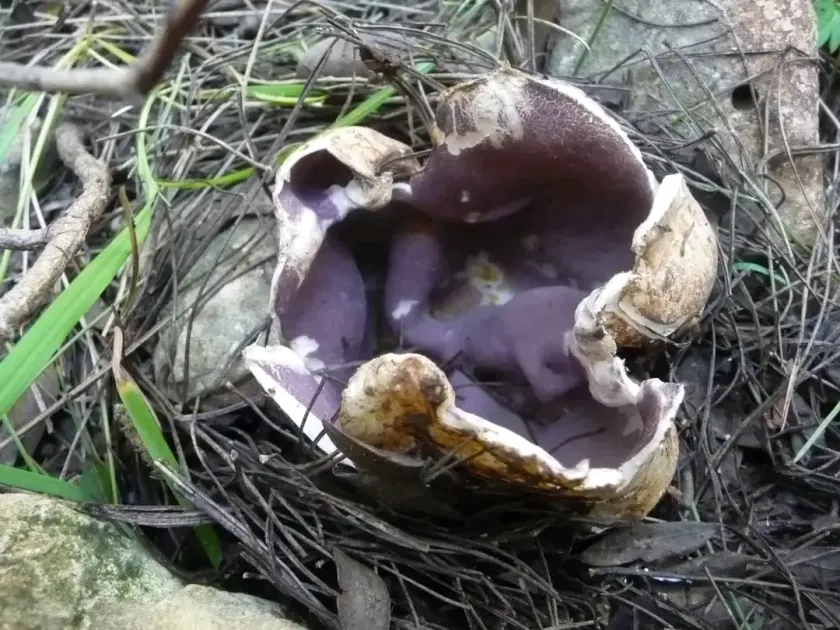 Sarcosphaera