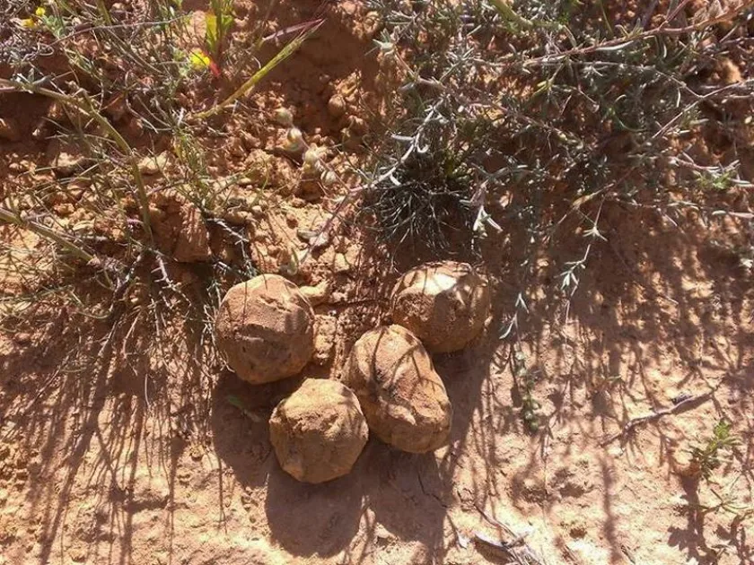 Terfeziaceae fungi