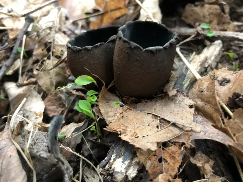 Black Plectania