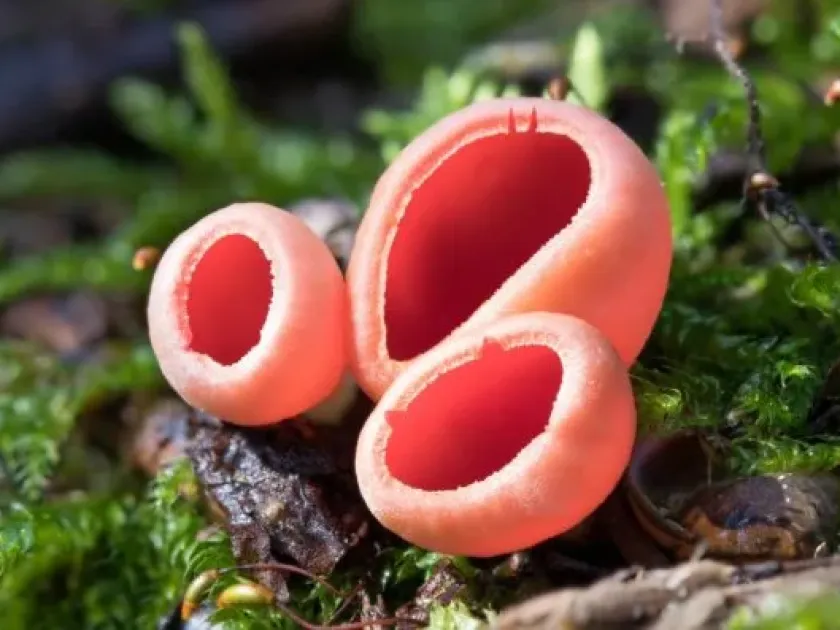 Sarcoscypha