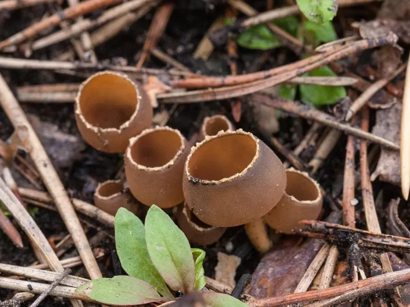 Geopyxis carbonaria