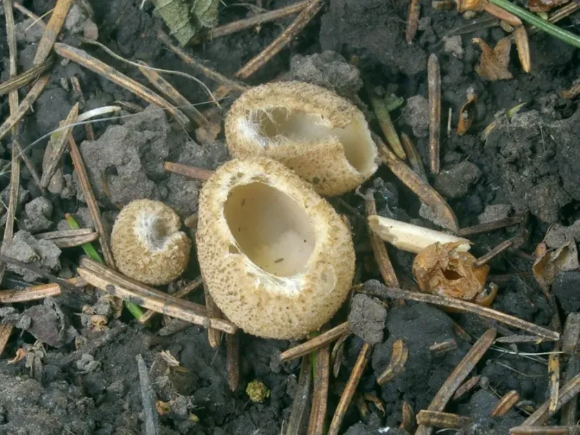 Tarzetta