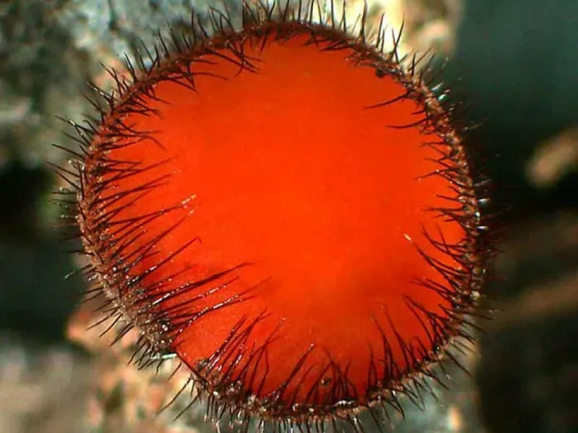 Scutellinia