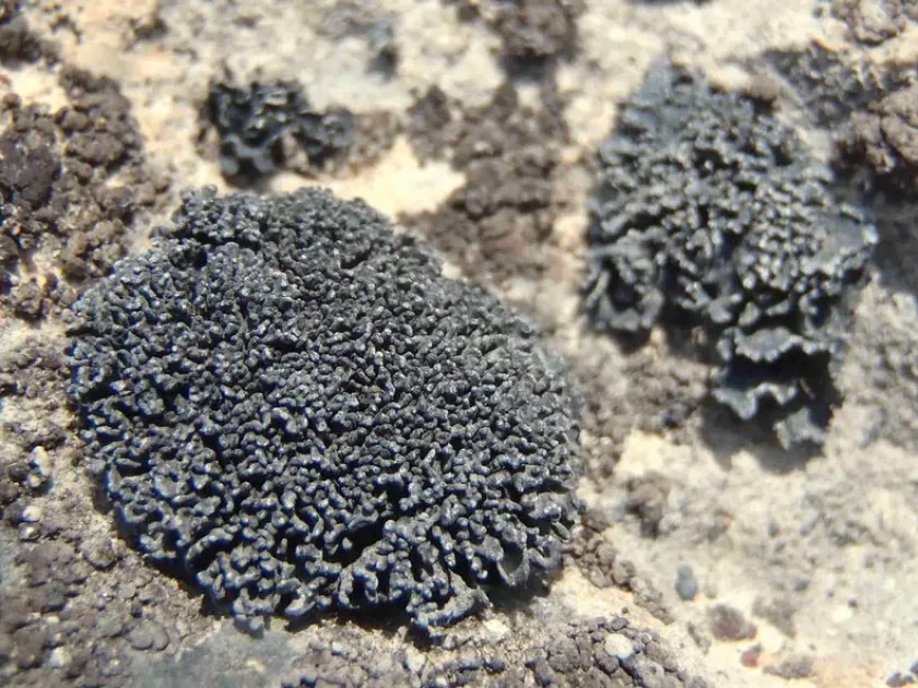 Thyrea pulvinata