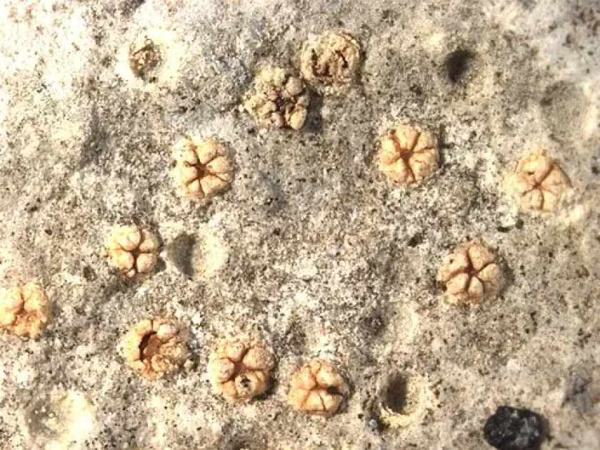 Petractis