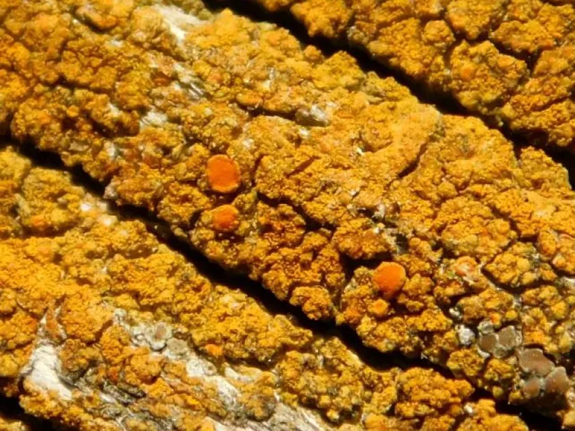 Candelariella