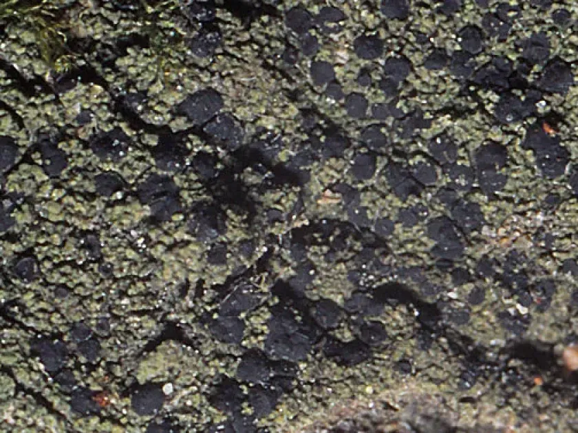 Bacidiaceae lichens