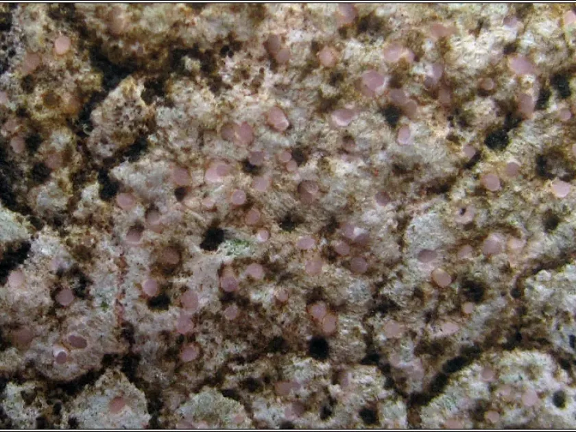Hymeneliaceae