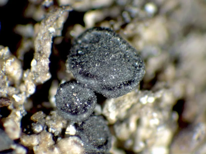 Farnoldia