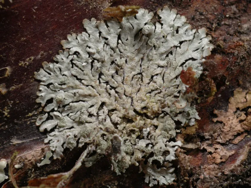Parmeliopsis