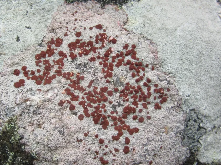 Ophioparma ventosa