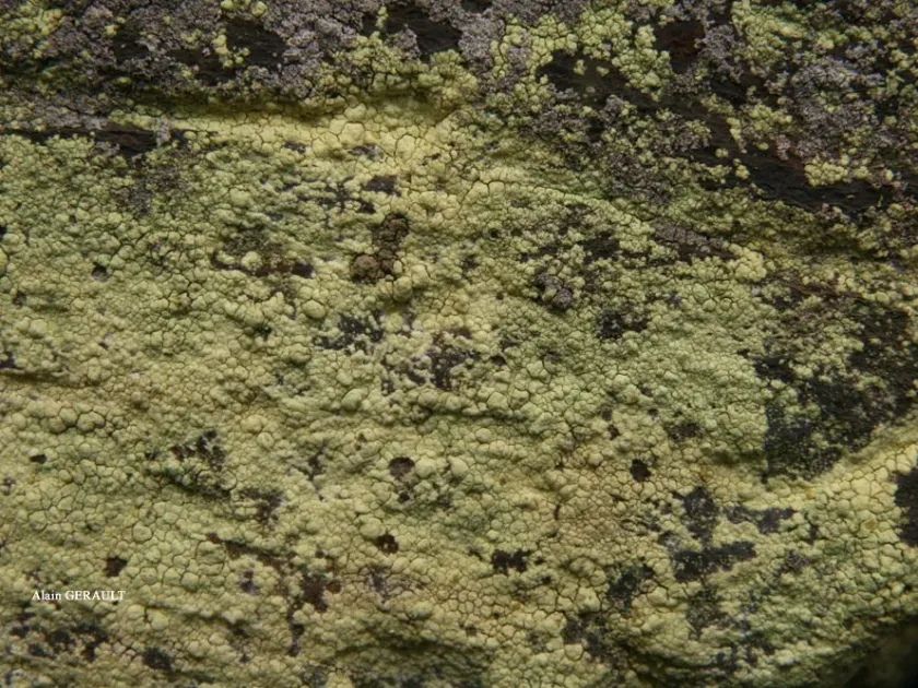 Psilolechia lucida