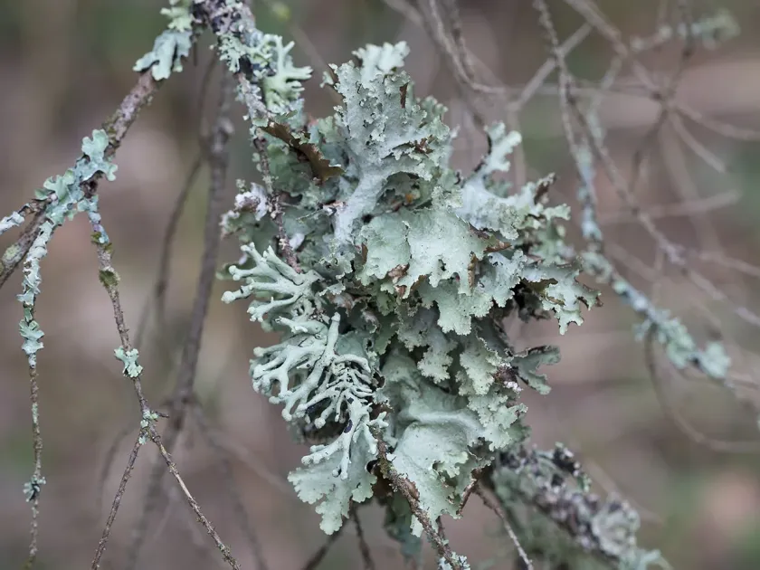 Platismatia glauca