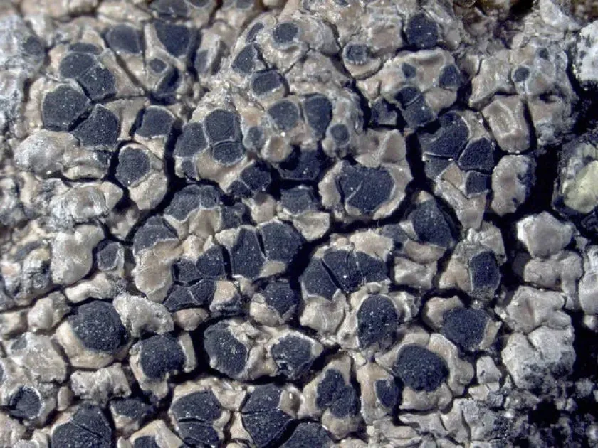 Amygdalaria athroocarpa