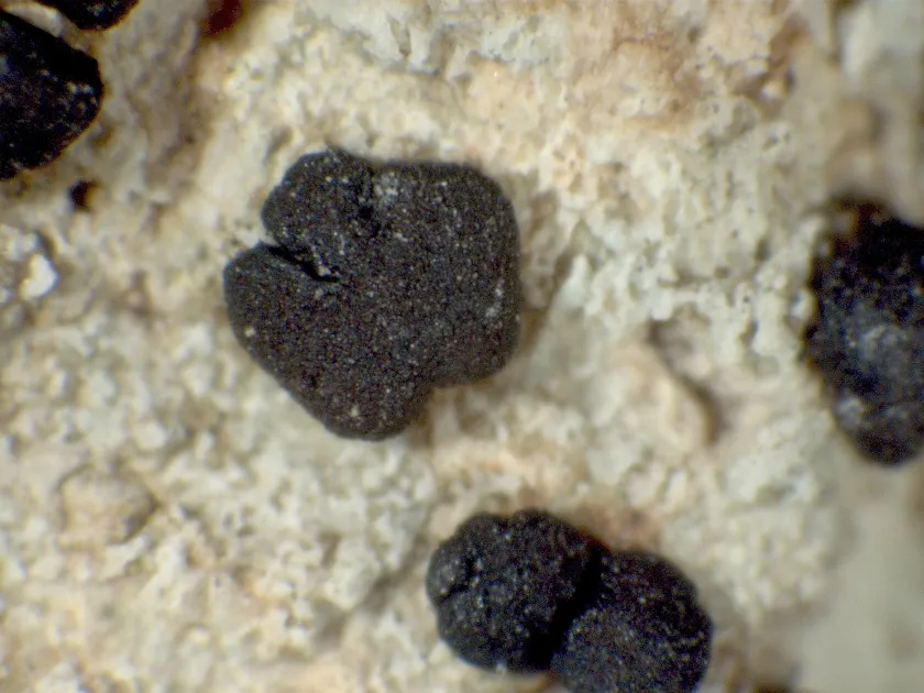 Clauzadea monticola