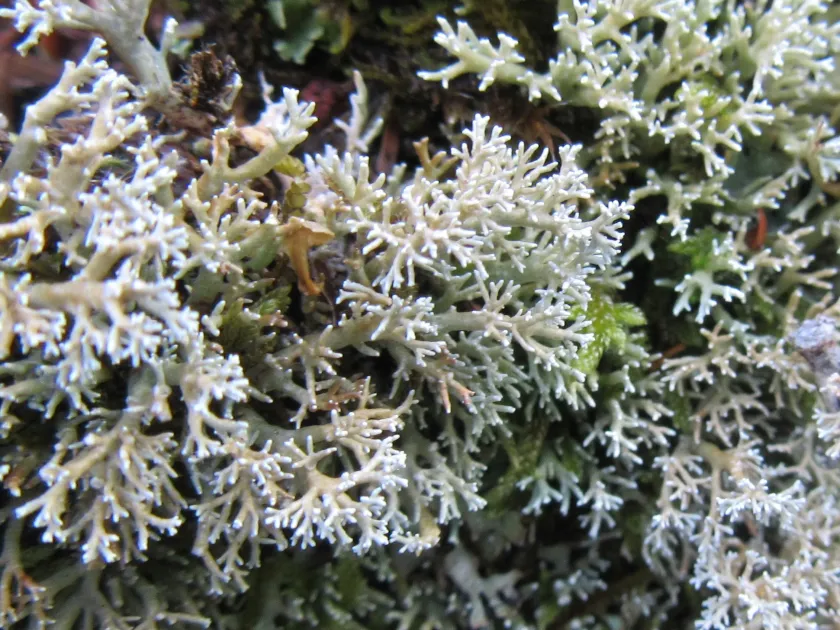 Sphaerophorus globulosus