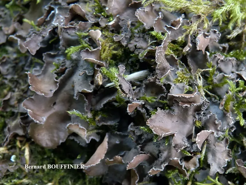 Nephroma parile