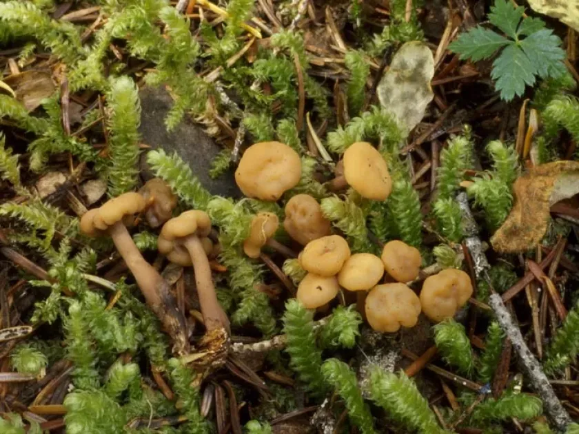 Кудонія
